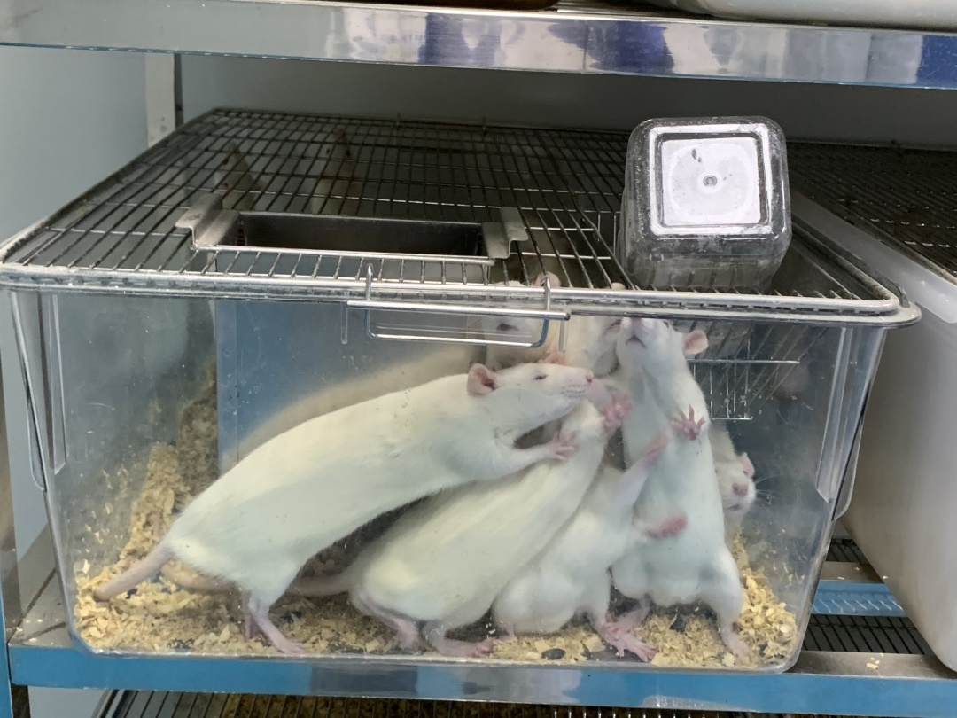 JXF吉祥坊·网址生物